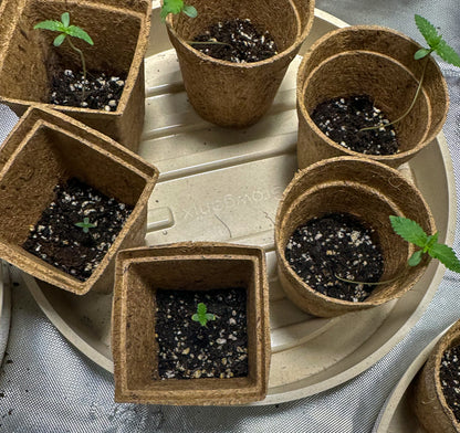 Coco Coir Pot for Seeds & Clones- Square Design