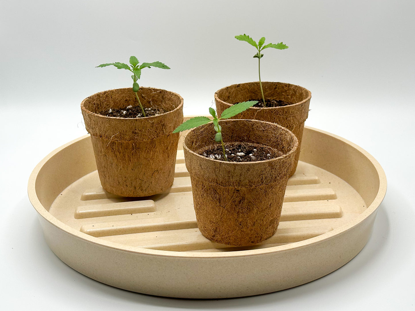 10" Bamboo Fiber Plant Saucer