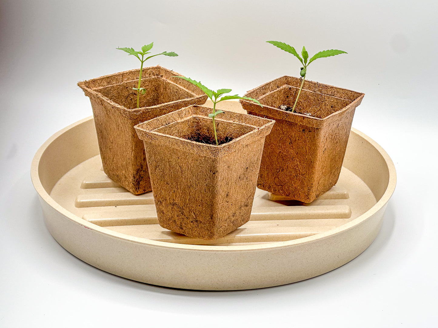 Coco Coir Pot for Seeds & Clones- Square Design
