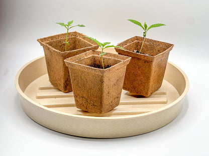 Coco Coir Pot for Seeds & Clones- Square Design