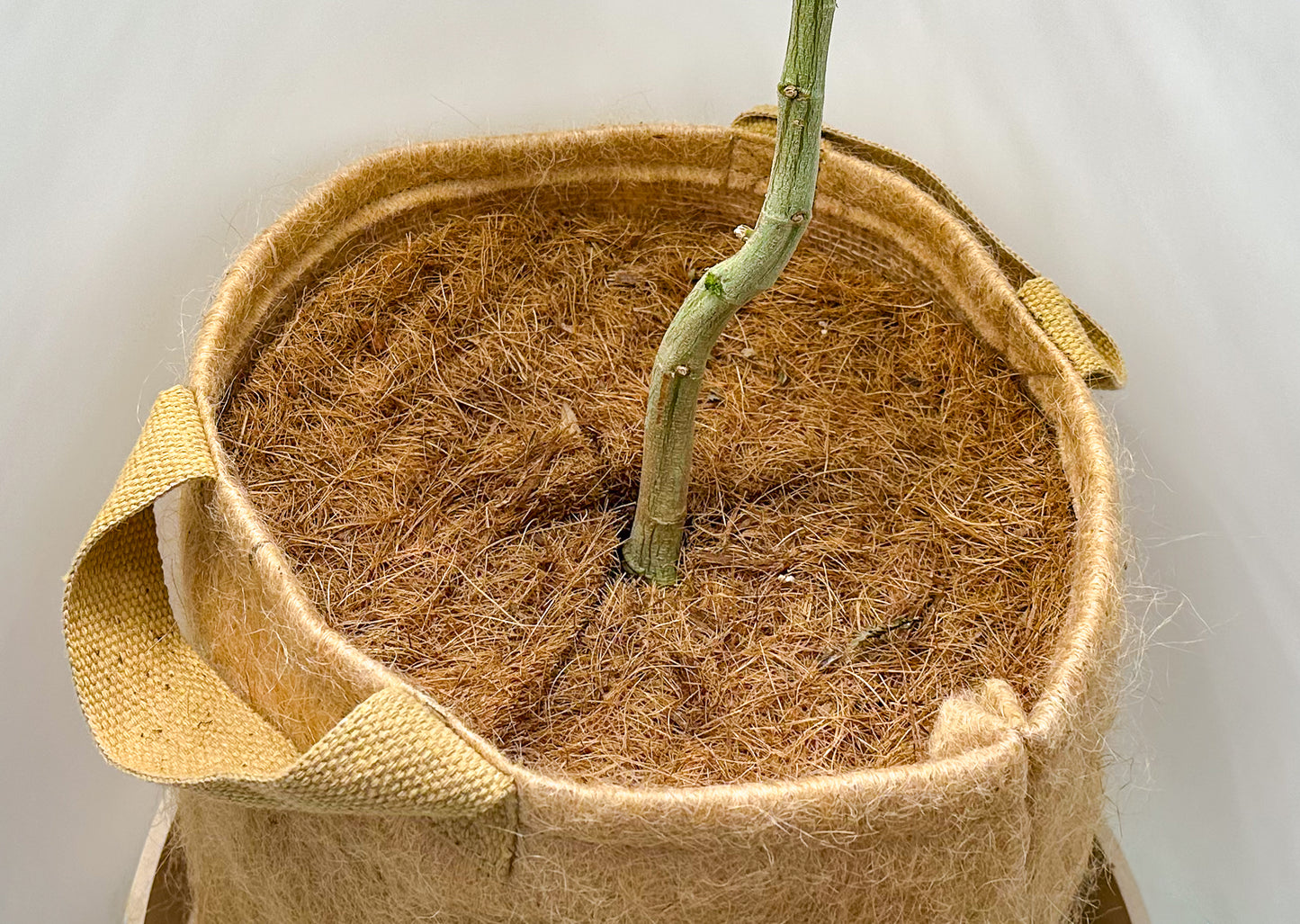 12" Coco Coir Mulch Mat