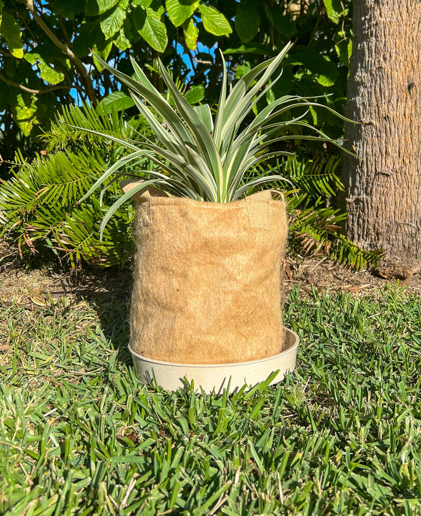 Jute Non-Woven Pot - 3 Gallon