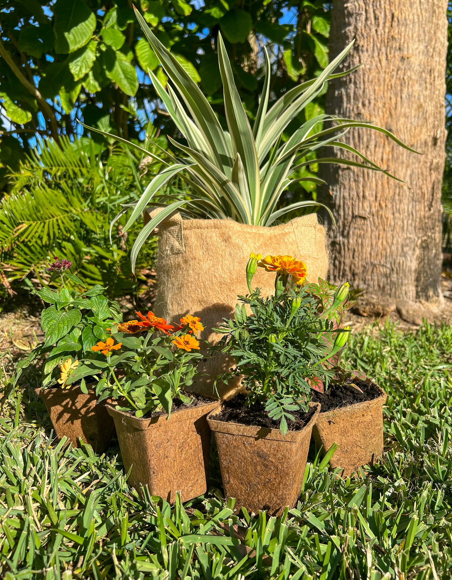 Coco Coir Pot for Seeds & Clones- Square Design