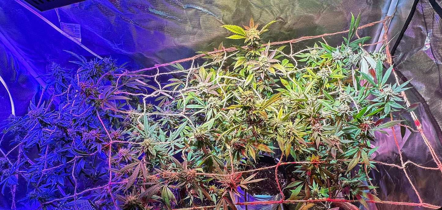 3' x 3' Jute Trellis Net