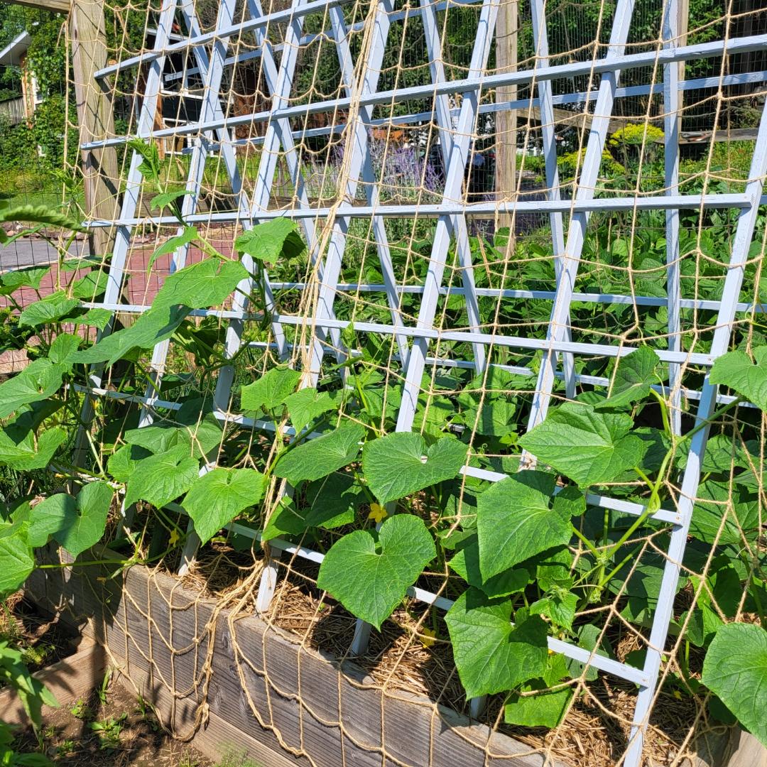 3' x 3' Jute Trellis Net